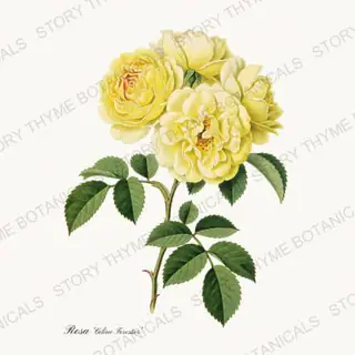 Celine Forestier — vintage botanical Heirloom Roses print on a white background