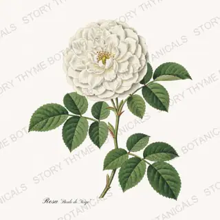 Boule de Neige — vintage botanical Heirloom Roses print on a white background