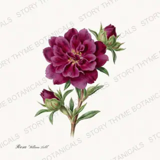 William Lobb — vintage botanical Heirloom Roses print on a white background
