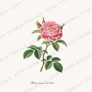 Old Blush — vintage botanical Heirloom Roses print on a white background