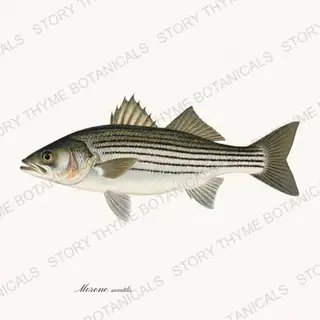 Striped Bass — vintage botanical Saltwater Game print on a white background