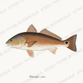 Red Drum — vintage botanical Saltwater Game print on a white background