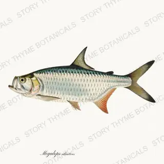 Tarpon — vintage botanical Saltwater Game print on a white background