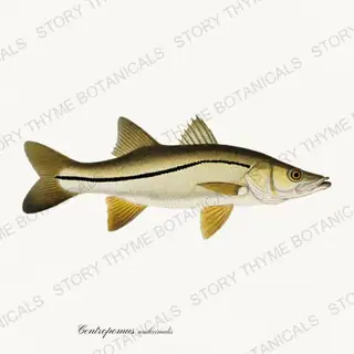 Snook — vintage botanical Saltwater Game print on a white background