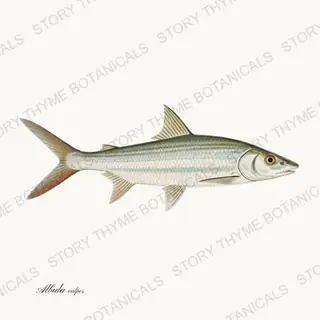 Bonefish — vintage botanical Saltwater Game print on a white background