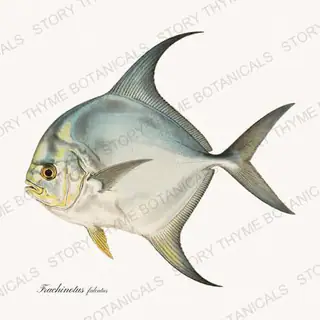 Permit — vintage botanical Saltwater Game print on a white background