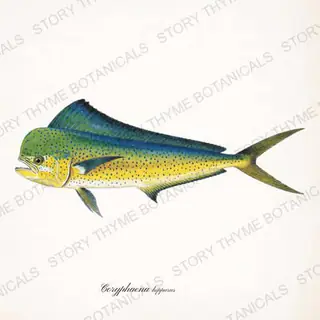 Mahi Mahi — vintage botanical Saltwater Game print on a white background