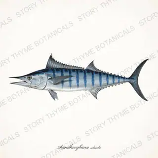 Wahoo — vintage botanical Saltwater Game print on a white background