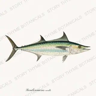 King Mackerel — vintage botanical Saltwater Game print on a white background