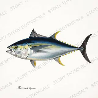 Bluefin Tuna — vintage botanical Saltwater Game print on a white background