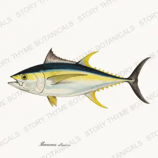 Yellowfin Tuna — vintage botanical Saltwater Game print on a white background