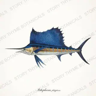 Sailfish — vintage botanical Saltwater Game print on a white background