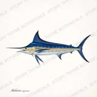 Blue Marlin — vintage botanical Saltwater Game print on a white background