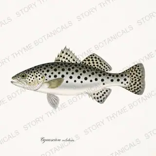 Speckled Seatrout — vintage botanical Saltwater Game print on a white background