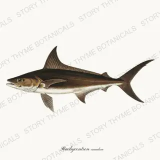 Cobia — vintage botanical Saltwater Game print on a white background