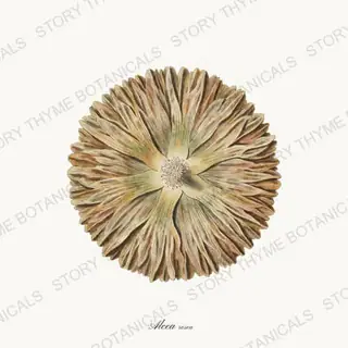 Hollyhock Disc — vintage botanical Seed Heads & Pods print on a white background