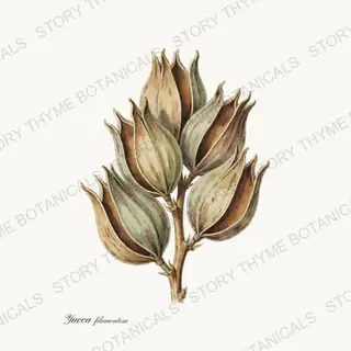 Yucca Pod — vintage botanical Seed Heads & Pods print on a white background