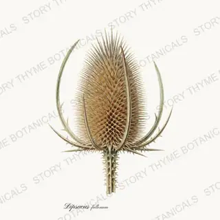 Teasel — vintage botanical Seed Heads & Pods print on a white background