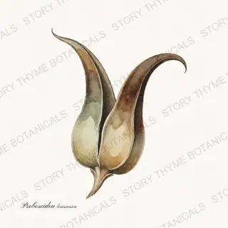 Devils Claw — vintage botanical Seed Heads & Pods print on a white background