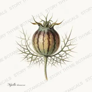 Nigella Pod — vintage botanical Seed Heads & Pods print on a white background