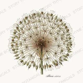 Allium Head — vintage botanical Seed Heads & Pods print on a white background