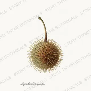 Sweetgum Ball — vintage botanical Seed Heads & Pods print on a white background