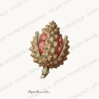 Magnolia Cone — vintage botanical Seed Heads & Pods print on a white background