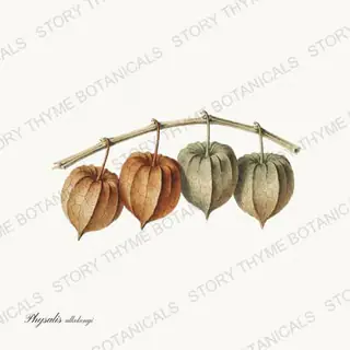 Chinese Lantern — vintage botanical Seed Heads & Pods print on a white background