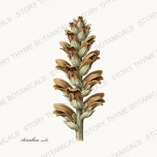 Acanthus Spike — vintage botanical Seed Heads & Pods print on a white background