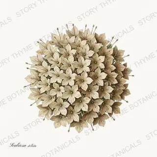 Scabious Head — vintage botanical Seed Heads & Pods print on a white background