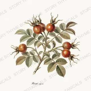 Rose Hip — vintage botanical Seed Heads & Pods print on a white background