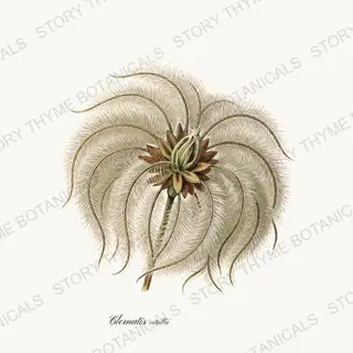 Clematis Head — vintage botanical Seed Heads & Pods print on a white background