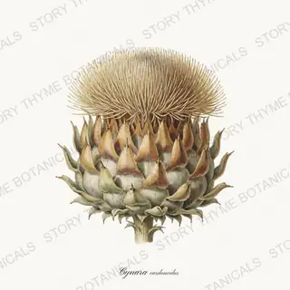 Cardoon Head — vintage botanical Seed Heads & Pods print on a white background