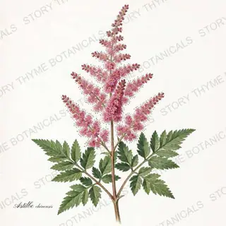 Astilbe — vintage botanical Shade Garden print on a white background
