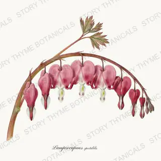Bleeding Heart — vintage botanical Shade Garden print on a white background
