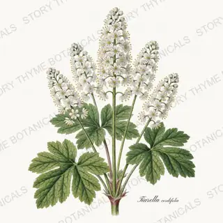 Foamflower — vintage botanical Shade Garden print on a white background