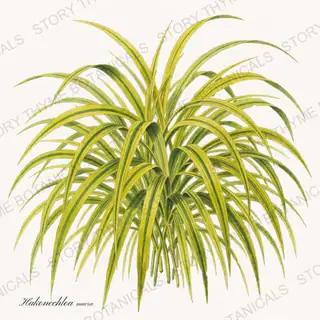 Forest Grass — vintage botanical Shade Garden print on a white background