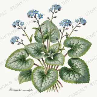 Brunnera — vintage botanical Shade Garden print on a white background