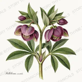 Hellebore — vintage botanical Shade Garden print on a white background