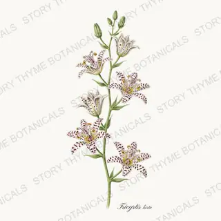 Toad Lily — vintage botanical Shade Garden print on a white background