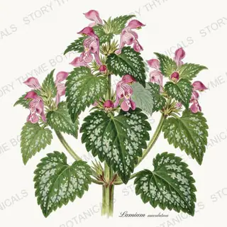 Deadnettle — vintage botanical Shade Garden print on a white background