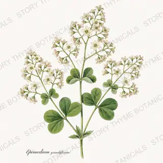Barrenwort — vintage botanical Shade Garden print on a white background