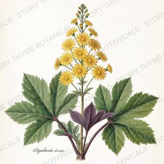 Ligularia — vintage botanical Shade Garden print on a white background