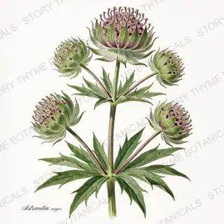 Masterwort — vintage botanical Shade Garden print on a white background