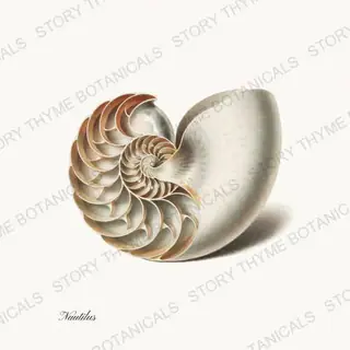 Nautilus — vintage botanical Shells of the Shore print on a white background
