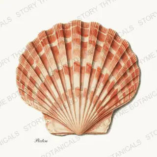 Scallop — vintage botanical Shells of the Shore print on a white background