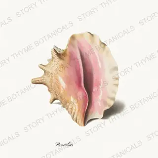 Conch — vintage botanical Shells of the Shore print on a white background