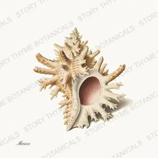 Murex — vintage botanical Shells of the Shore print on a white background