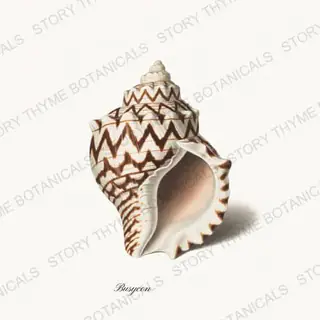 Whelk — vintage botanical Shells of the Shore print on a white background
