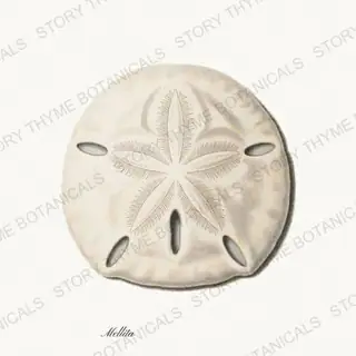 Sand Dollar — vintage botanical Shells of the Shore print on a white background
